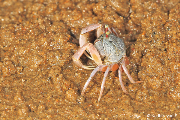 Soldier Crab Dotilla myctiroides.
