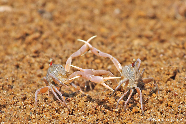 Using the long pincers to good effect.