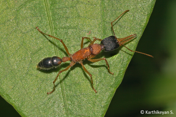 A different colour morph of the Jumping Ant Harpegnathos saltator