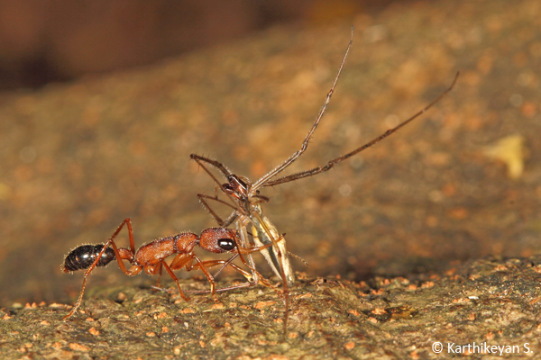 Jumping Ant with a spider.