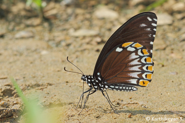  ...and the other resembling a Crow butterfly. Both the Blue Tiger and Crow are unpalatable butterflies. Mimicry in butterflies is another story altogether!
