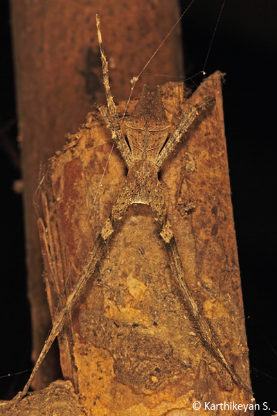 Well camouflaged female Net-casting Spider.