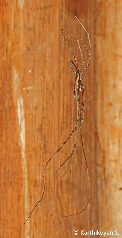 Male Net-casting Spider.