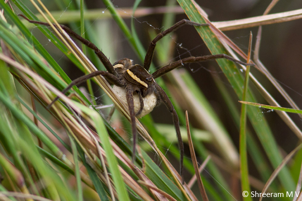 Another Fishing Spider from Hampi, Karnataka – carrying its egg case.