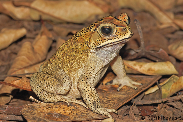 Common Indian Toad : holding on for now. Perhaps a little more 'development' and it may follow the Indian Skipper Frog.