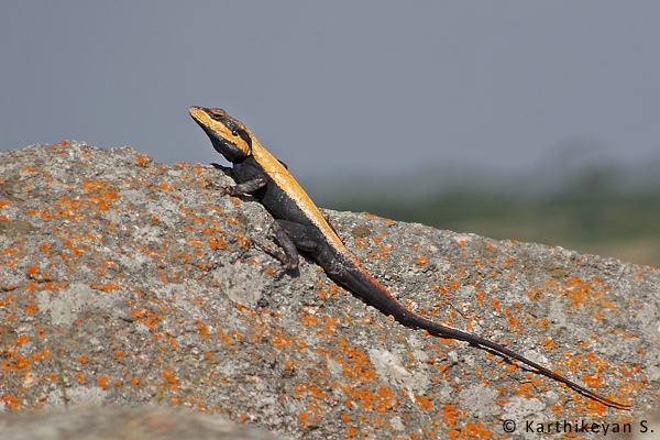Peninsular Rock Agama - the resplendent male displaying. Females are dully coloured and camouflage well in their environs.