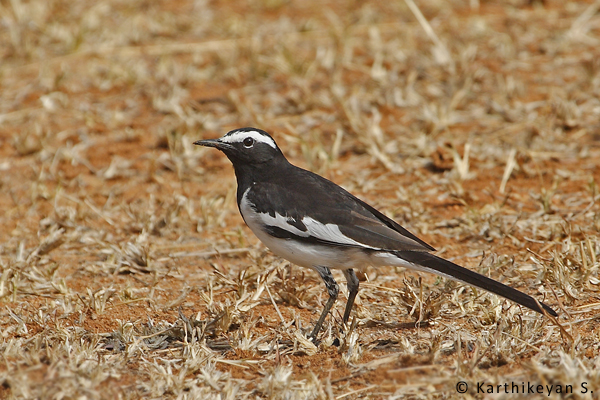 Large Pied Wagtail