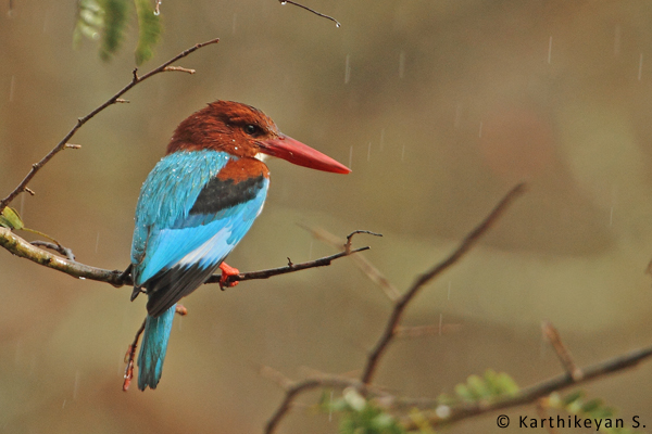 Whitebreasted Kingfisher - still holding on precariously.