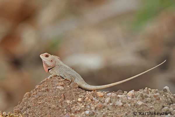 The Common Garden Lizard has made a quiet exit.