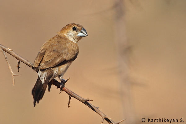 The Indian Silverbill was seen along with the other munias.