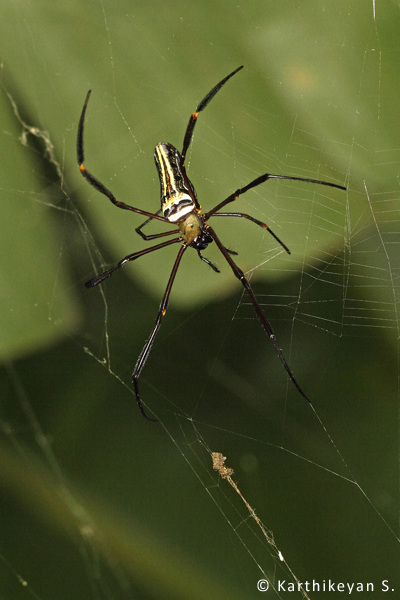The Giant Wood Spider Nephila pilipes that surprised me with its sudden appearance in my garden.