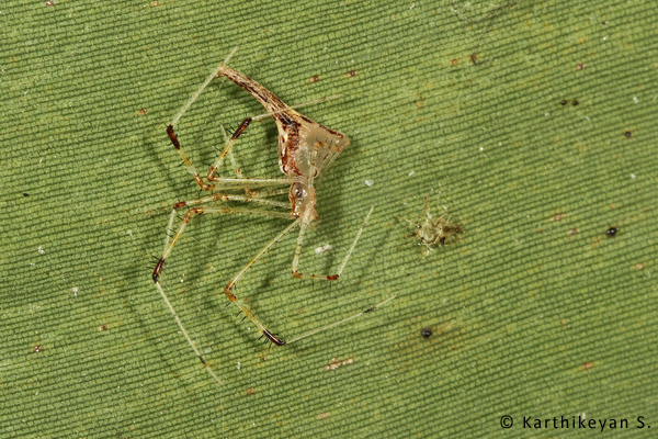 Rhomphaea argyrodiformis : This spider was also surprised me by making its appearance in my garden. I have seen them invariably on the underside of the banana leaf!