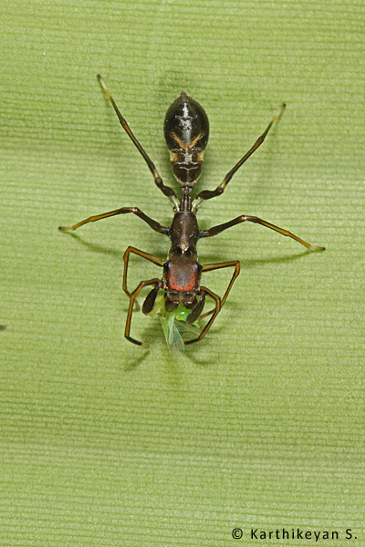 Ant-mimic Spider Myrmarachne sp. Click here to read more about them.
