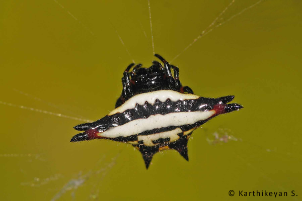 Gastracantha geminata – a pretty little orb web weaver.