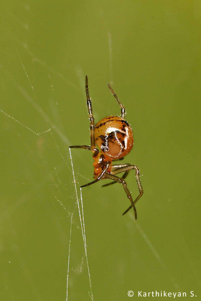 Parasteatoda mundula – This is a tiny globular spider that builds an irregular web in low bushes in the garden.