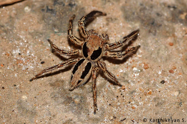 The Small Zebra Jumper Plexippus petersi is quite common and it can be seen moving about on the walls of buildings.