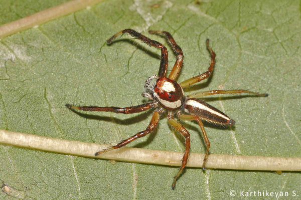 Two-striped Telamonia Telamonia dimidiata. There is a marked sexual dimorphism in this species. This is a male.