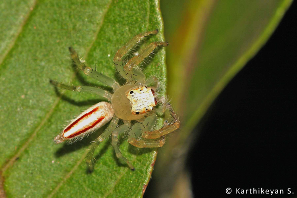 Two-striped Telamonia Telamonia dimidiata. This female, like the male can be seen on vegetation actively moving about.