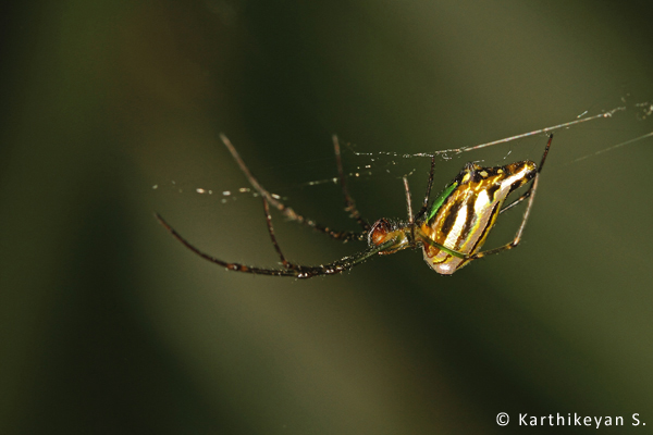 The Orchard Spider, Leucauge decorata is pretty spider. It builds its web amid the shrubbery in the garden.
