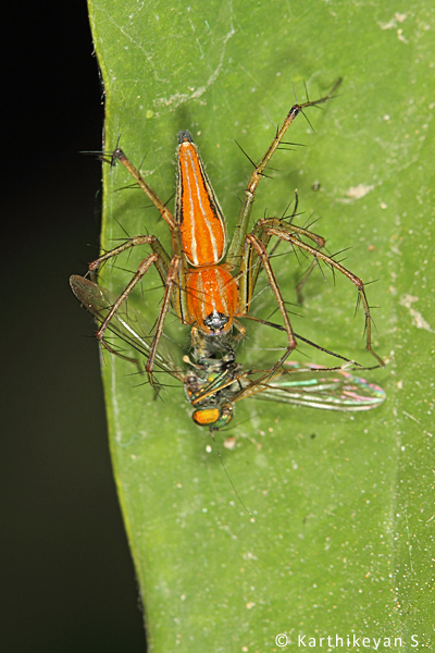 Burmese Lynx Spider Oxyopes birmanicus is an active hunter and does not build a web to catch its prey! This can be seen wandering about on the foliage catching small creatures.