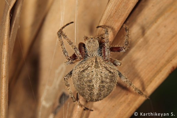 Common Orb Weaver Neoscona sp. – sits in the middle of the orb web through the night and hides in a retreat during the day. The retreat is usually under a leaf , fold of a leaf or similar situations.