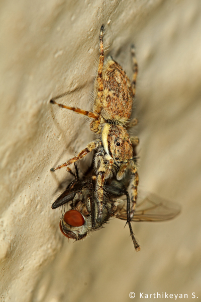 A jumping spider with prey.