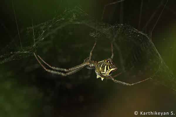 The Tent Spider Cyrtophora cicatrosa builds its tent-like web in a variety of situations in the garden. Does not spare the corners of the building either! Greenish bead-like egg-cases can often be seen strung together in the web.