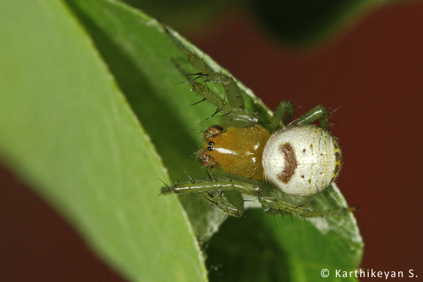 Araneus mitificus also referred to as the Kidney Spider is seen from time to time in the garden. It also builds a little retreat in the leaf where it spends most of the daylight hours.