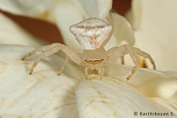 Crab Spider Thomisus sp. – This individual was lurking in the fragrant flowers of the Gardenia plant hoping to ambush any insect that may visit the flower.