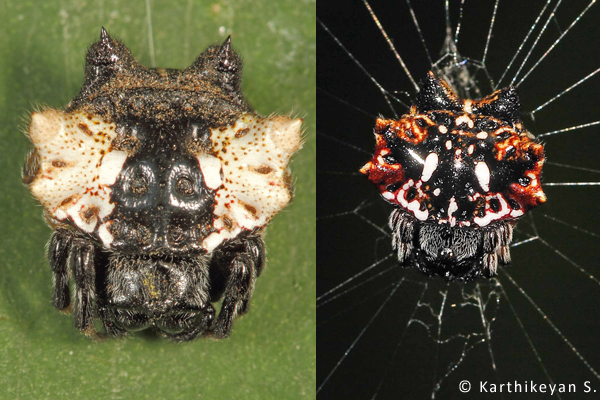Thelacantha brevispina – Two very different variations of the same species.