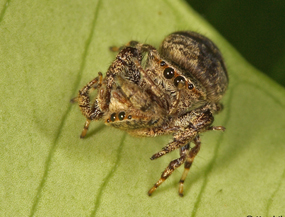 Spider eat spider Spider eat spider