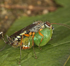 Parental care in potter wasps Parental care in potter wasps