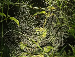 Giant Wood Spiders