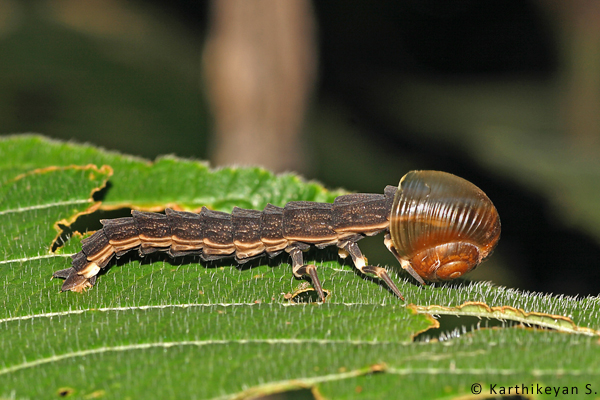 Even the very innocuous glow worm makes a meal of the herbivorous snail. It manages to get past the defenses of the snail and feed on the soft body of the snail. (For more about glow worms https://beta.wildwanderer.com/the-snail-and-the-glow-worm/ )