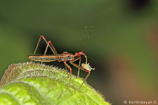 The Assassin bugs are notorious as predators. They too can take a toll on aphids.