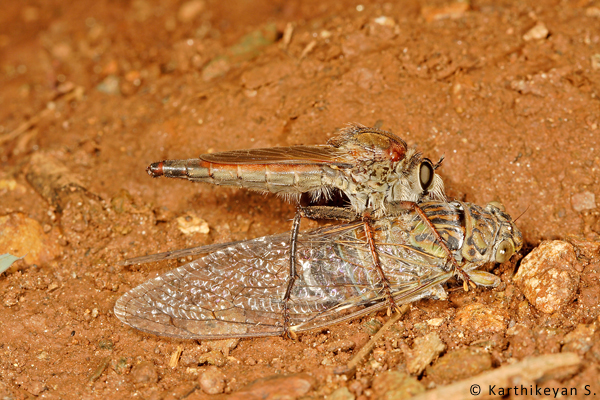 Robberflies are an interesting group of insects. These too, like many other predators can take prey much larger than themselves. A hapless cicada known for the loud noise that it makes is no match for the powerful robberfly. (For more about Robberflies https://beta.wildwanderer.com/robberfly/ and https://beta.wildwanderer.com/clash-of-the-titans-dragonfly-vs-robberfly/ )
