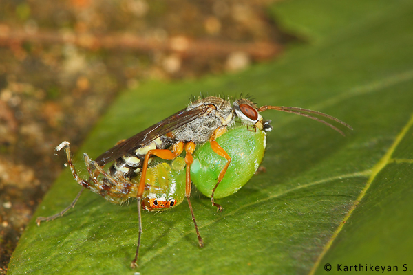 Wasps are also insects that one encounters even in an urban setting. Many are strong and powerful predators. Some species of wasps specialize in providing paralysed spiders for their young while others provide grasshoppers, caterpillars, etc. (For more about Parental care in wasps https://beta.wildwanderer.com/parental-care-in-wasps/)