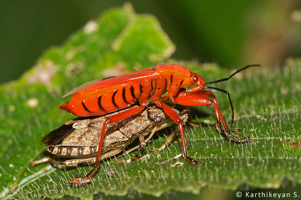 While in this case, the prey is another bug. The Assassin Bugs use an interesting method to feed on their prey. (For more about Assassin Bugs https://beta.wildwanderer.com/assassin-bugs/)