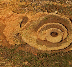 Ant homes – a piece of art