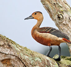 Tree ducks Tree ducks