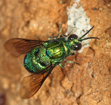 Cuckoo Wasp Cuckoo Wasp