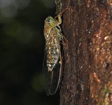 Cicadas Cicadas