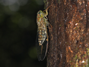 Cicadas Cicadas