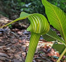Cobra Lily Cobra Lily