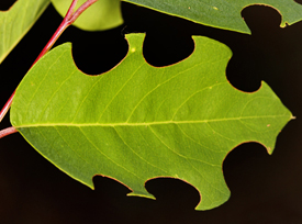 Leafcutter bees