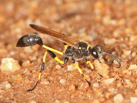 The industrious Mud Dauber The industrious Mud Dauber