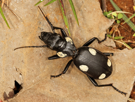 Six-spotted Ground Beetle